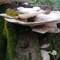 Trametes lactinea Berk. (1843)